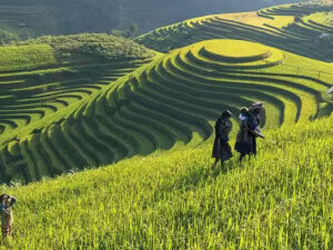 Sapa: Cat Cat – Sin Chai Village Full-day Trekking Tour