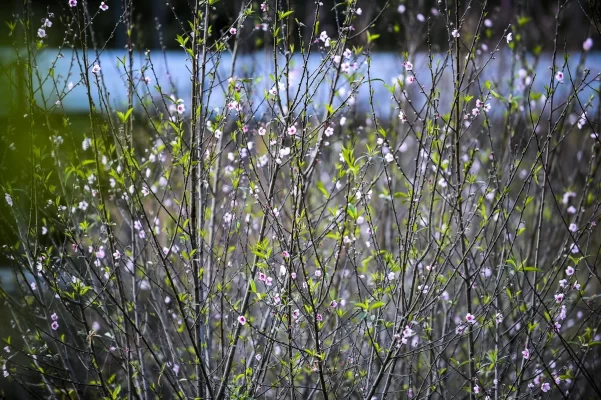 Wild peach trees in early Lunar New Year