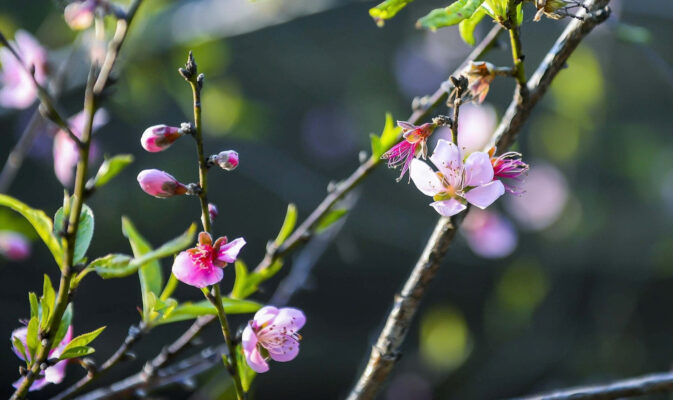 wild peach in Co Lung